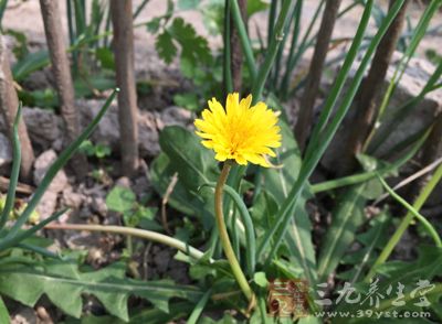 男子吃婆婆丁浑身起包险丧命