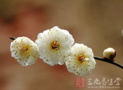 白梅花的功效与作用-三九养生堂养生百科