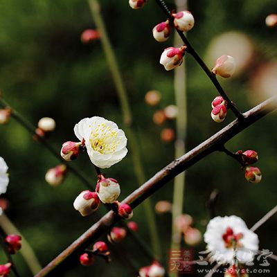 白梅花的功效与作用-三九养生堂养生百科