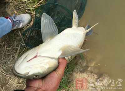 钓鱼技巧 夏季钓鱼需要挑选好时间