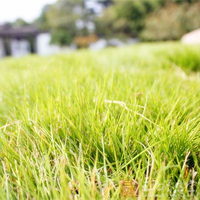 綠草如茵，萬里晴空的景象是任何人都拒絕不了的