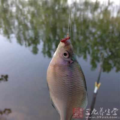 炎夏天气的鱼儿，每天有两次摄食高峰