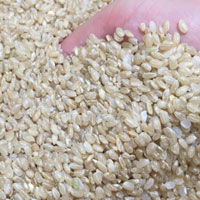 糙米的营养价值 吃糙米能益智健脑还治脚气
