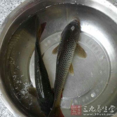 活鯉魚1條，去鱗、鰓及內(nèi)臟