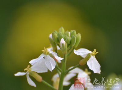 小滿天天趕，芒種不容緩