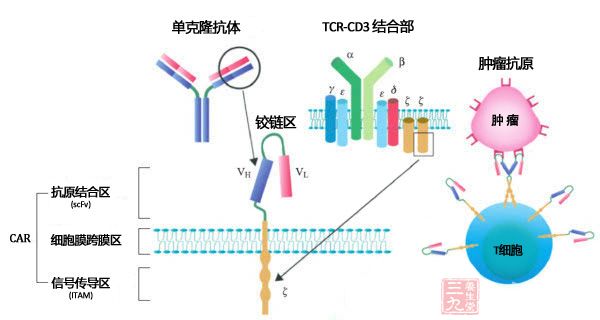 中国CAR-T免费治疗B淋巴细胞白血病