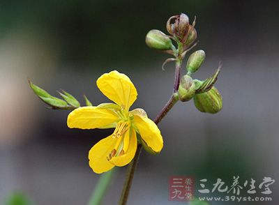 白花菜子的功效与作用