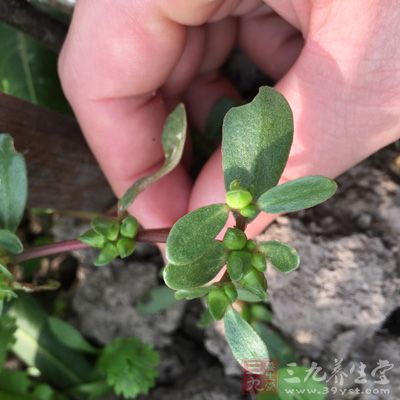 马齿苋对大肠杆菌、痢疾杆菌、伤寒杆菌和金黄色葡萄球菌等均有较强的抑制功效