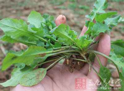 地菜也叫荠菜，属于十字花科植物