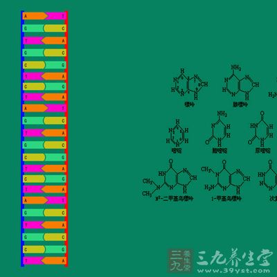 倒位区段内、外基因之间的物理距离发生改变