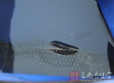 釣黑魚技巧 根據(jù)黑魚的習(xí)性選擇正確的技巧