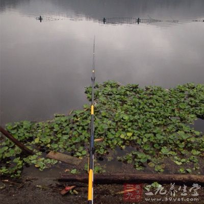 鲤鱼自然而然地在这些迎风含氧量又高的地方活动觅食