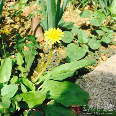 蒲公英又名婆婆丁、黄花地丁等 蒲公英又名婆婆丁、黄花地丁等
