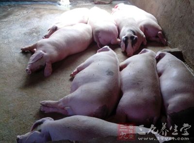 手抓饼早餐街头热销 夹片里脊肉有来头