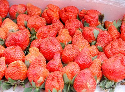 草莓对病虫害等较无抵抗力,因此农药用量较多 草莓对病虫害等较无抵抗力,因此农药用量较多