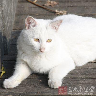 顺便和流浪猫对对话