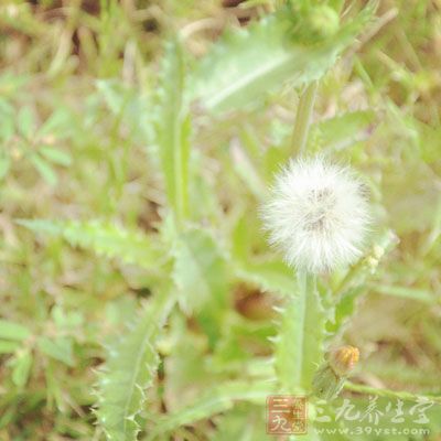 中医学认为味苦、甘，性寒