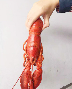小龙虾品质好不好关键要看鳃 净水虾外壳鲜红