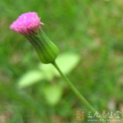 一點(diǎn)紅、古羊藤各等量，每斤煎取濃液500毫升