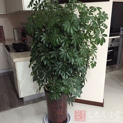 并且可以放一些綠色的植物在旁邊