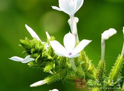 白花丹的功效与作用