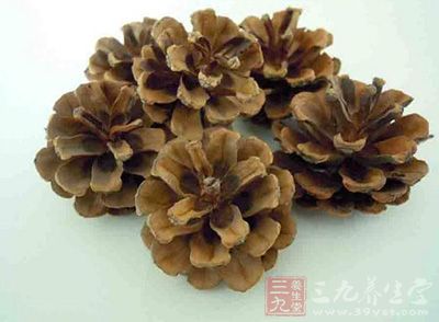 白松塔的功效与作用-三九养生堂养生百科