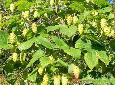 【别名】 忽布,香蛇麻,野酒花. european hop flower.