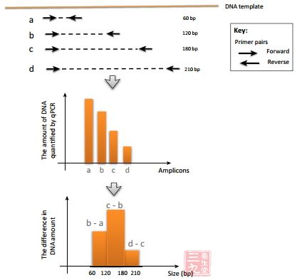循环DNA的分子大小也能作为诊断依据