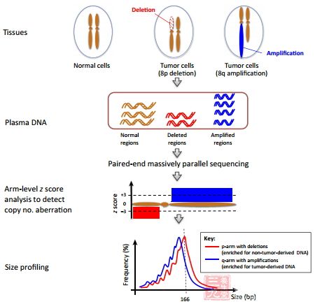 循环DNA的分子大小也能作为诊断依据(2)