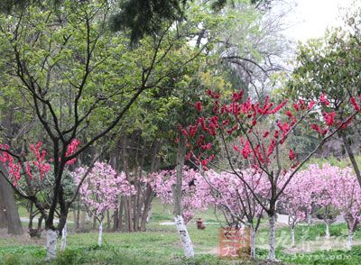 清明：每年4月5日(或4日)，氣溫回升，天氣逐漸轉(zhuǎn)暖，草木繁茂