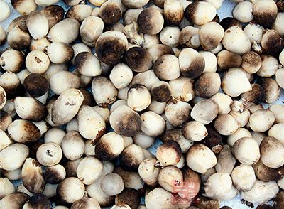 草菇幼时黑色,后变成鼠灰色乃至白色 草菇幼时黑色,后变成鼠灰色乃至白色