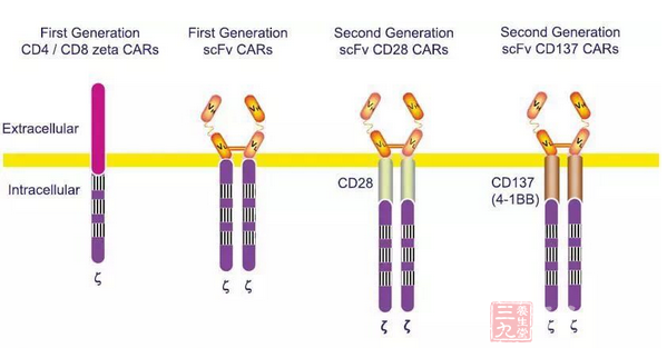 为了进一步改良CAR的设计,许多研究组开始着眼于发展第三代CAR,不仅包括“信号1”、“信号2”,还包括了额外的共刺激信号。不同研究者们用不同材料开展的研究所得到的第二代CAR和第三代CAR的比较结果是矛盾的。不过,新一代CAR-T能有效控制毒性。 透视ACT毒性 十多年来,许多ACT临床试验表明各类工程化的细胞产品相当安全,但有效性相对缺乏。过去的4年里,ACT的疗效发生了一场革命性变化,体现在工程化的T细胞可以在体内大量扩增,甚至在某些情况