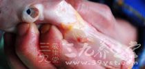 7种藏在食物中的细菌 悄悄危害你的健康 7种藏在食物中的细菌 悄悄危害你的健康