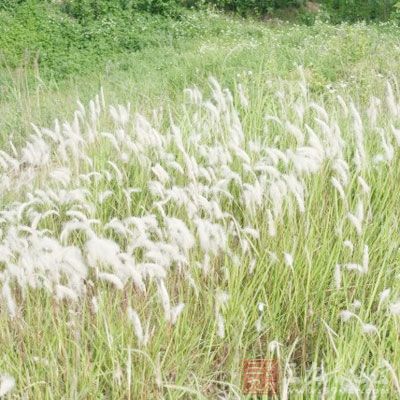 狗尾巴草生于荒野、道旁、田间，又称为狗尾草