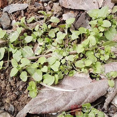 灰灰菜、马兰头、马齿苋、菠菜、苋菜、荠菜 灰灰菜、马兰头、马齿苋、菠菜、苋菜、荠菜