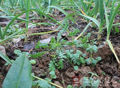 在人体内可分解出一种感光性物质 在人体内可分解出一种感光性物质