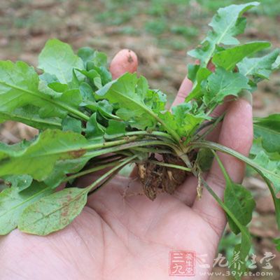 荠菜是民间常见的药食同源的野菜之一 荠菜是民间常见的药食同源的野菜之一