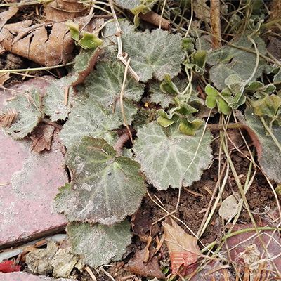 大多数野菜性寒味苦 大多数野菜性寒味苦