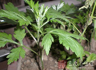 一年一度的端午佳节就要到了