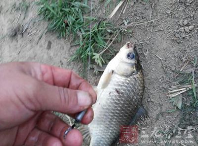 夏季钓鱼 夏天怎么样在晚上垂钓