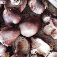 蘑菇中毒的紧急处理方法