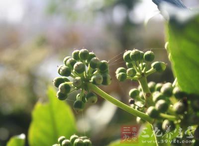 适当地接受阳光照射(避开太阳直射,注意防暑) 适当地接受阳光照射(避开太阳直射,注意防暑)