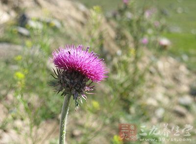 喝藿香防治疾病