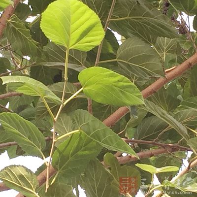 桑叶山楂茶适合高血脂、胆固醇