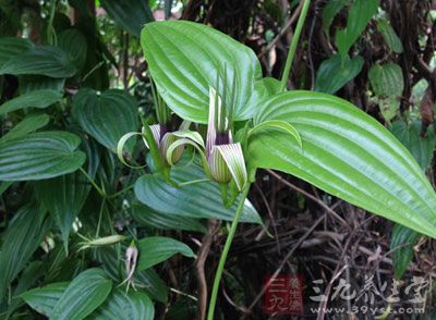 对叶百部中非生物碱化学成分的研究