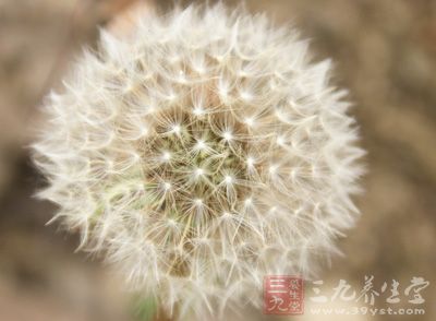 紫花地丁30克，双花、蒲公英、野菊花各15克