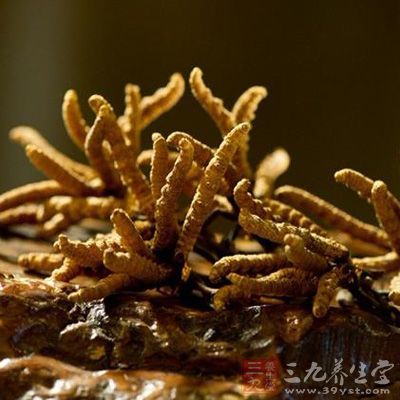 冬蟲夏草能恢復(fù)血管彈性，改善血液循環(huán)