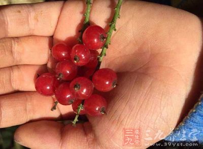 樱桃就是目前被公认为具有为人体去除毒素及不洁体液功效的水果