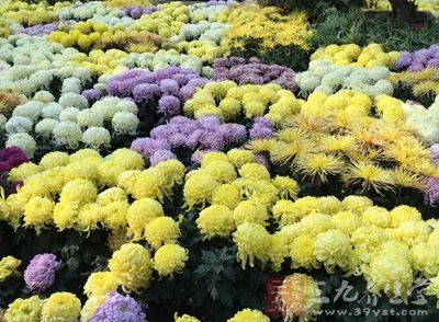 菊花、桑叶各15克，粳米60克