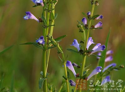 半枝莲50%煎剂对金黄色葡萄球菌、福氏痢疾杆菌、伤寒杆菌、绿脓杆菌、大肠杆菌有抑制作用